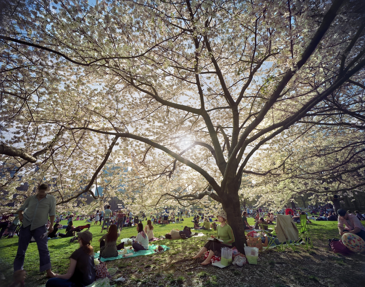 Sheep Meadow, Central Park, NYC (from "Local Stories" Series)