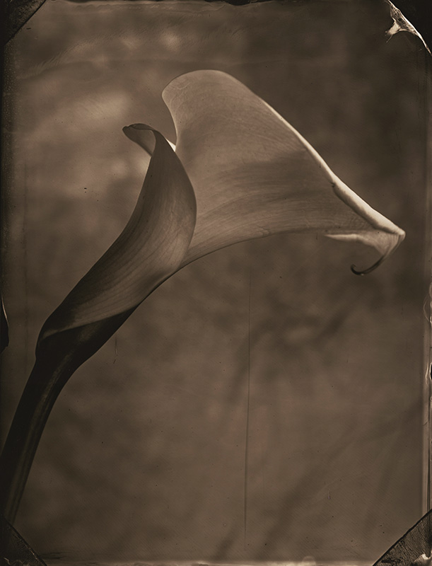 Calla Lily