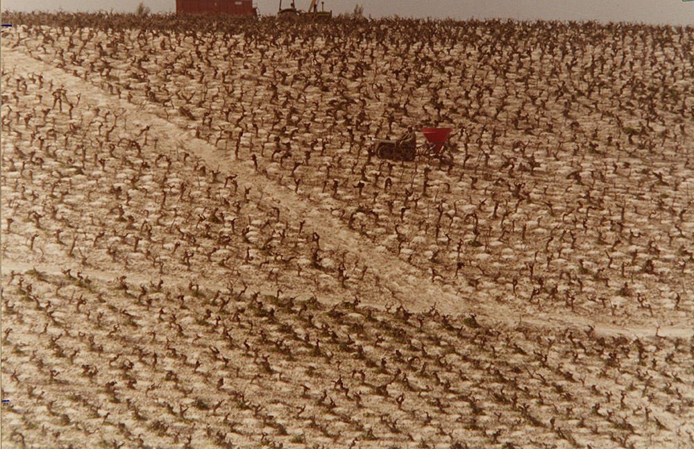 Trabajo De Invierno (Winter Work), Vineyard, Jerez