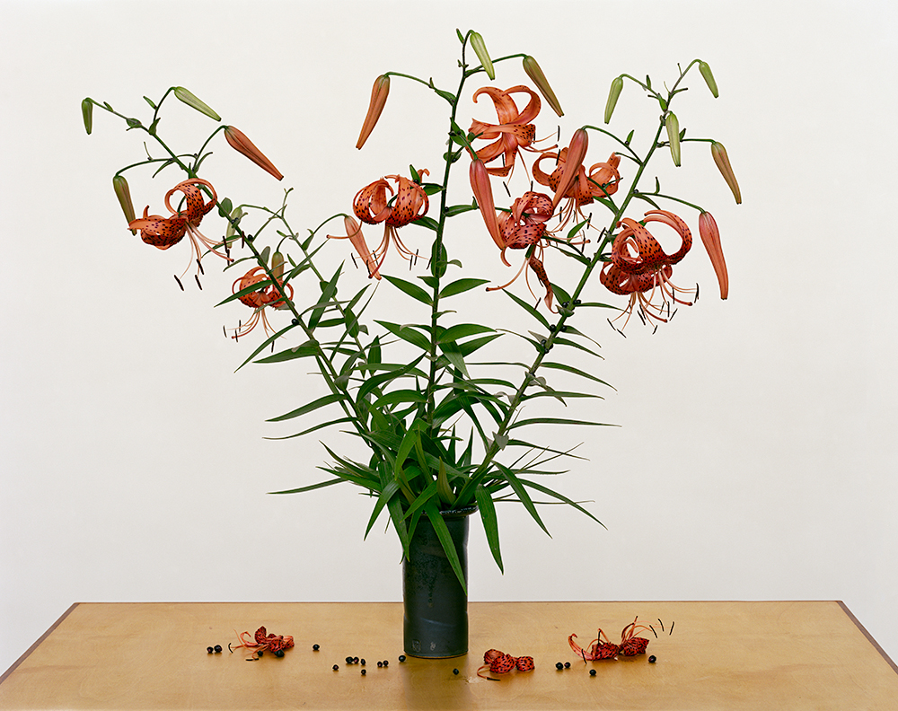 From the series "From the Field." "Turk�s Cap Lily, 2013�
