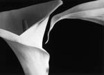 Tom Ferguson - Two Calla Lilies
Click for more Images