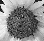 Russ Martin - Sunflower
Click for more Images Russ Martin - Sunflower
Click for more Images