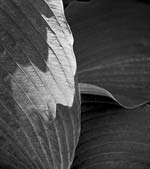 Russ Martin - Backlit Leaf
Click for more Images