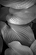 Russ Martin - Four Leaves
Click for more Images