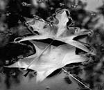 Marcia Schulman Martin - Leaves and Bubbles
Click for more Images Marcia Schulman Martin - Leaves and Bubbles
Click for more Images