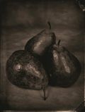 Tom Baril - Three Pears
Click for more Images