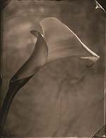 Tom Baril - Calla Lily
Click for more Images