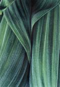 Eddie Soloway - Corn Lily Detail
Click for more Images