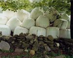 Frank Gohlke - Hay Bales and Stone Wall, Plainfield, MA
Click for more Images