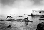 Samer Mohdad - Bab El-Wad Beach, Alger, Algeria
Click for more Images