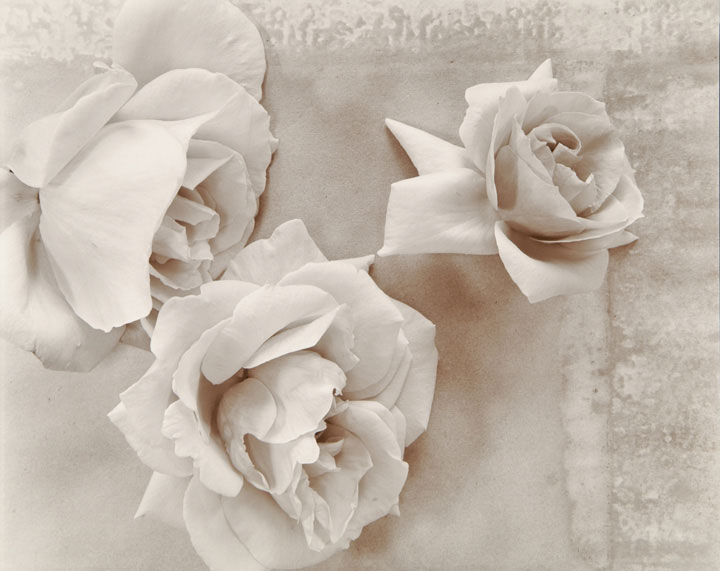 Roses (from "Lost Objects portfolio) Roses (from "Lost Objects portfolio)