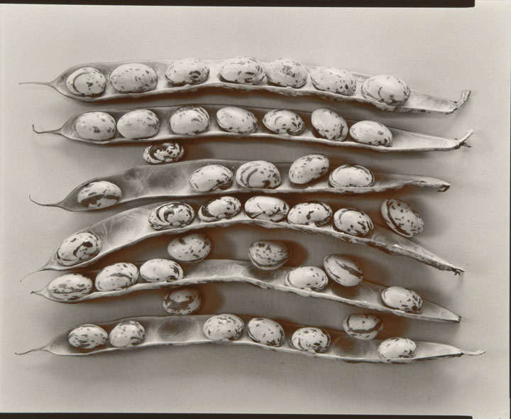 Shell Beans (from "Lost Objects portfolio) Shell Beans (from "Lost Objects portfolio)