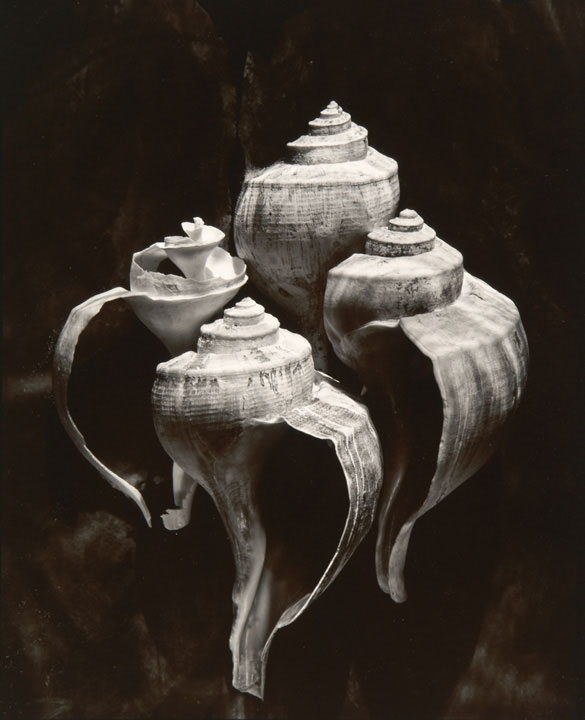 Whelks (from "Lost Objects portfolio) Whelks (from "Lost Objects portfolio)