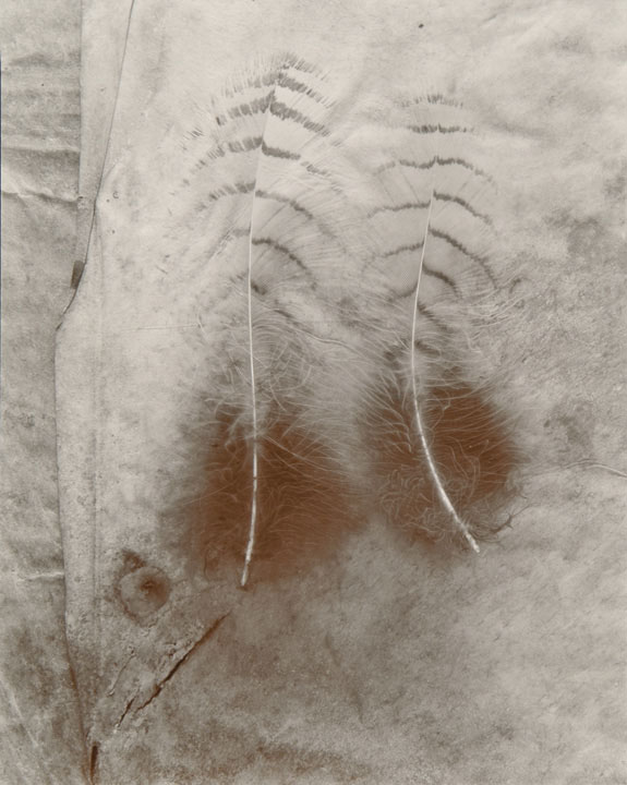 Two Feathers (from "Lost Objects portfolio) Two Feathers (from "Lost Objects portfolio)