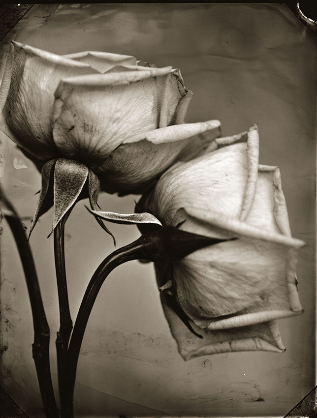 Two Roses Two Roses