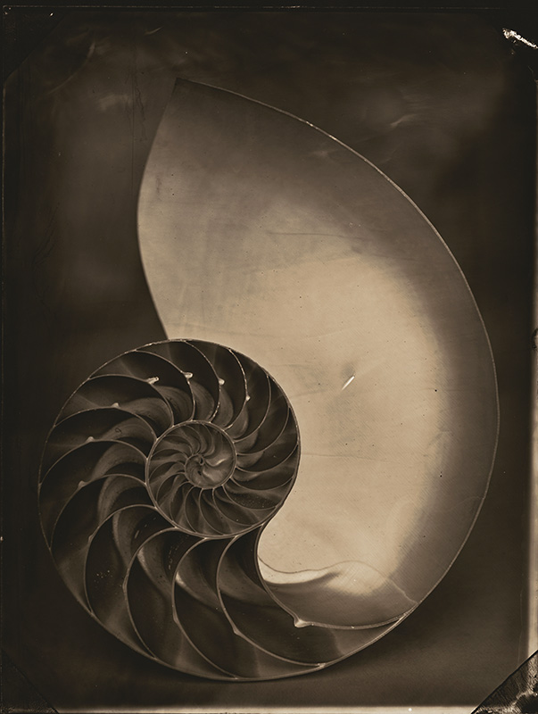 Nautilus Nautilus