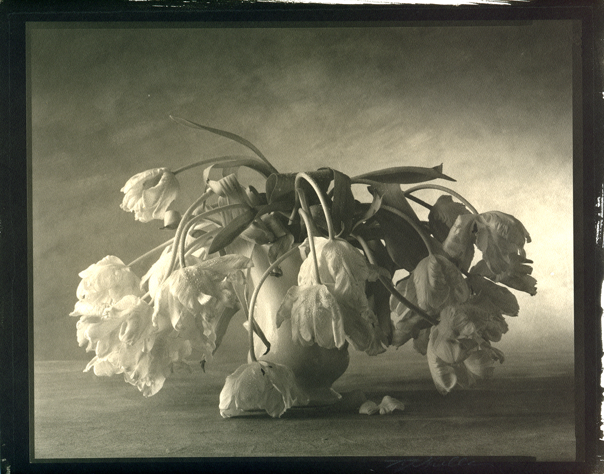 Parrot Tulips Parrot Tulips