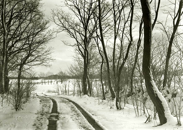 Trees and Road in Snow Trees and Road in Snow