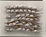 Olivia Parker - Shell Beans (from "Lost Objects portfolio)
Click for more Images