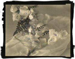 Thomas John Shillea - Wedding Flowers
Click for more Images