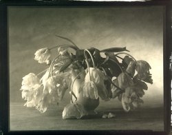 Thomas John Shillea - Parrot Tulips
Click for more Images