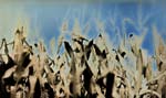 Charlie Schreiner - Corn
Click for more Images